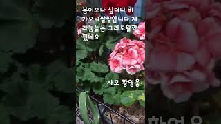 #사모 #황영웅 #제라늄 #리갈제랴늄