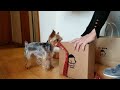 boxing day unboxing st.bark gift box