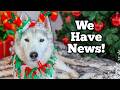 My Husky Has A BIG Surprise🎄 Holiday Christmas Card Exchange 2024