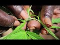 jamaican rasta farm tour part 1