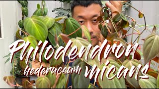 Grow and propagate Philodendron Hederaceum 'Micans' Like A Pro!
