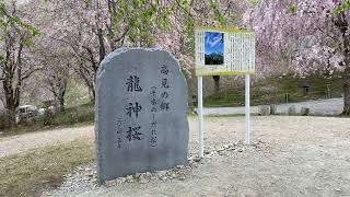 千本の枝垂れ桜【天空の庭　高見の郷】令和6年4月20日