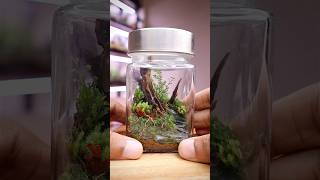 How to make a miniature scaped terrarium