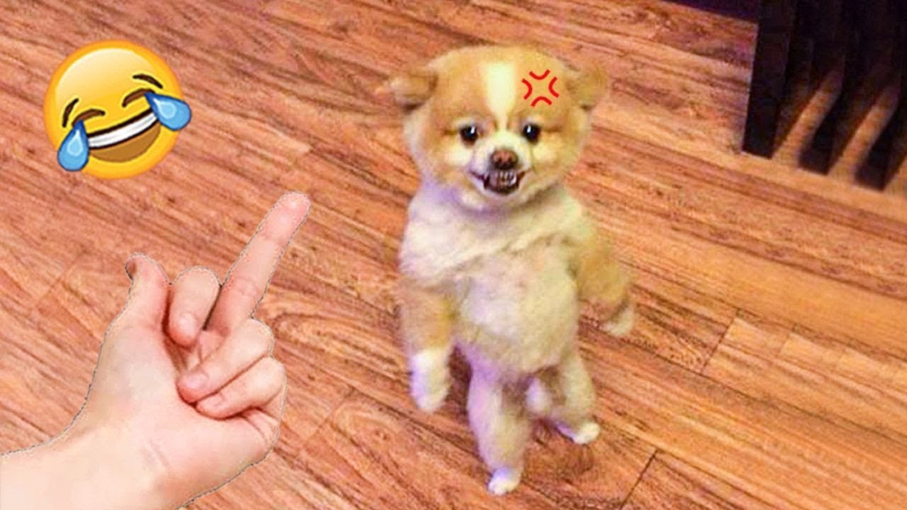 Cutest Puppies Compilation Sg Funny Animals Youtube