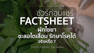 ชัวร์ก่อนแชร์ FACTSHEET | ผักไชยา ชะลอไตเสื่อม รักษาโรคได้ จริงหรือ ?