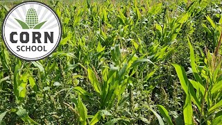 Corn School: Importance of early weed control underlined in dry conditions