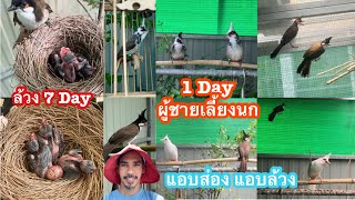 นกกรงหัวจุก 1 Day ผู้ชายเลี้ยงนก แอบล้วงนก 7 day แอบส่องนกใน PSB ฟาร์ม ล้วงสาย 50 อินขเชื้อผ Ep.338