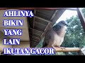 Langsung nyaut DAN Ikutan Gacor Dengan Pancingan TEKUKUR/DERKUKU Lokal