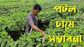 পটল চাষে সাফল্য দেখছে কৃষক রা। Harvest Time