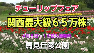 関西最大級　65万株の満開の花ハナはな　チューリップフェアー　４月8日～16日　馬見丘陵公園