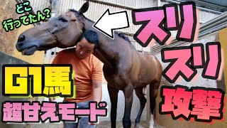 G1馬と久しぶりの再会、嬉しすぎて本気の甘え方をしてきたツルマルボーイ様。破壊力抜群の可愛さでした。【ツルマルボーイ様のシモベ】