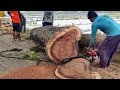 Cutting down the Trembesi Tree on the edge of the rice field - Chainsaw STIHL MS 651