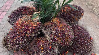 Oilpalm || Rythu dinothsavam Telangana oil palm stall