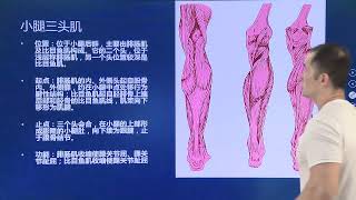 功能解剖与生物力学认证课程17 股四头肌+腘绳肌