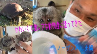 【ノーザンみしま】ショウガラゴ・コモンマーモセットと遊んできた♪