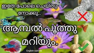 WATER LILLY FLOWERING IN MALAYALAM 【english subtitle】