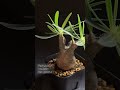 パキポディウム グラキリス pachypodium gracilius 塊根植物