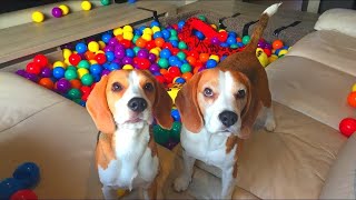 Funny Beagle Dogs SURPRISED with a DIY BALL PIT