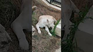 晩秋✋⑭ホワイトライオン・白獅子・リズムちゃん・沖縄こどもの国・・・White_Lion・Okinawa Zoo \u0026 Museum(20221022)