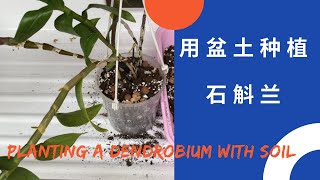 兰花-用盆土种植石斛兰 Planting a Dendrobium with soil