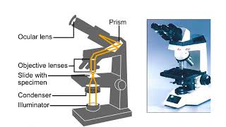 How an electron and light microscopes work Animation