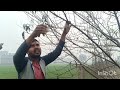 peach 🍑 plant ki pruning kase kare peach farming aadu ki kheti