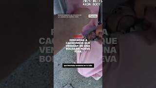 Policías rescatan a unos cachorros hacinados en una bolsa en una calle de Nueva York