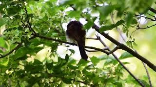 サンコウチョウ Japanese paradise flycatcher