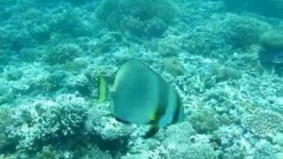 Batfish (Tiera batfish)　 is cleaned by 　cleaner wrasse.　ツバメウオ　シパダン