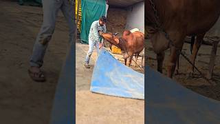 😊 Jai gau Mata Jai shree Krishna  #trending #subscribe #like #shorts #viral #reels #foryou #good