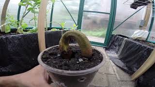 Grow A Durian Tree From Seed In Cold Climate (3 weeks)