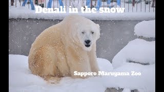 しんしんと降る雪の中のデナリ