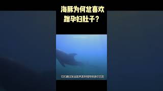 海豚为何总喜欢蹭孕妇肚子？这下终于知道了，网友：真通人性 #shorts #shorts #科普 #涨知识