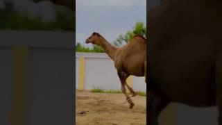 Camel Dance #animals #camel #viralvideo #trending #funny #reghistan