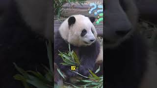 花花：爷爷在叫花花啊，关我果赖什么事？🐼 #panda #熊猫 #パンダ