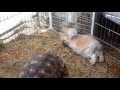 Big A$$ Turtle and Cool Rabbit!