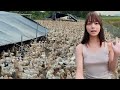 Explore Large-Scale Duck Farming Techniques | Secrets to Successful Duck Rearing