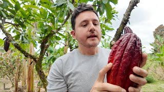 BENEFICIOS DEL CACAO | CHOCOLATE DE COLOMBIA