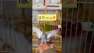 #セキセイインコ #インコ#放鳥 #ペット