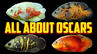 Oscar Fish - The Complete Care Guide