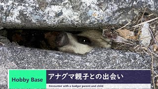 アナグマ親子との出会い　（Encounter with a badger parent and child）