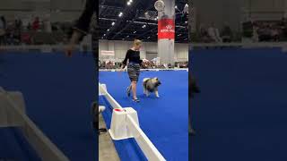 AKC National Championship - Keeshond breed judging 2024