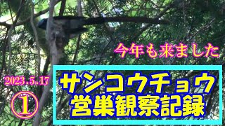 サンコウチョウ　営巣観察記録　巣作り　2023.5.17