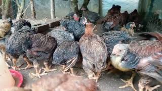 kuroiler ffg farming/day 24 ffg chicks .... @EfarmingOdisha @mukrushaka