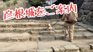 柴犬マコの彦根城案内