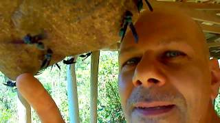 Tamed a Warrior Wasps Nest ,Warrior Wasps Nest Synoeca Septentrionalis