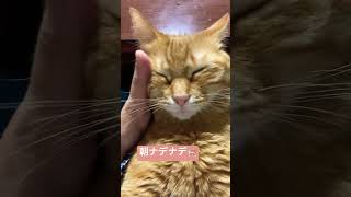 朝なでなで　#猫のいる暮らし #猫のいる生活 #にゃんぐる家族 #にゃんすたぐらむ #にゃんグラム #cat #ねこちぐら #保護猫 #猫好きさんと繋がりたい #かわいい猫