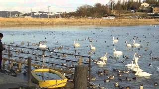 260224　田尻池で寛ぐ白鳥達