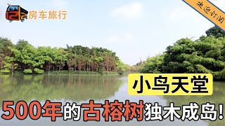 【广东EP34】被称为小鸟天堂的地方，500年的古榕树独木成岛，看看是什么样的