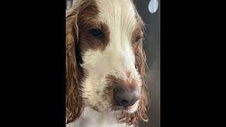 Sleepy boy after bath #spaniel #doggroominglife #dog #dogshorts #doglover #grooming#cute #puppy #fyp